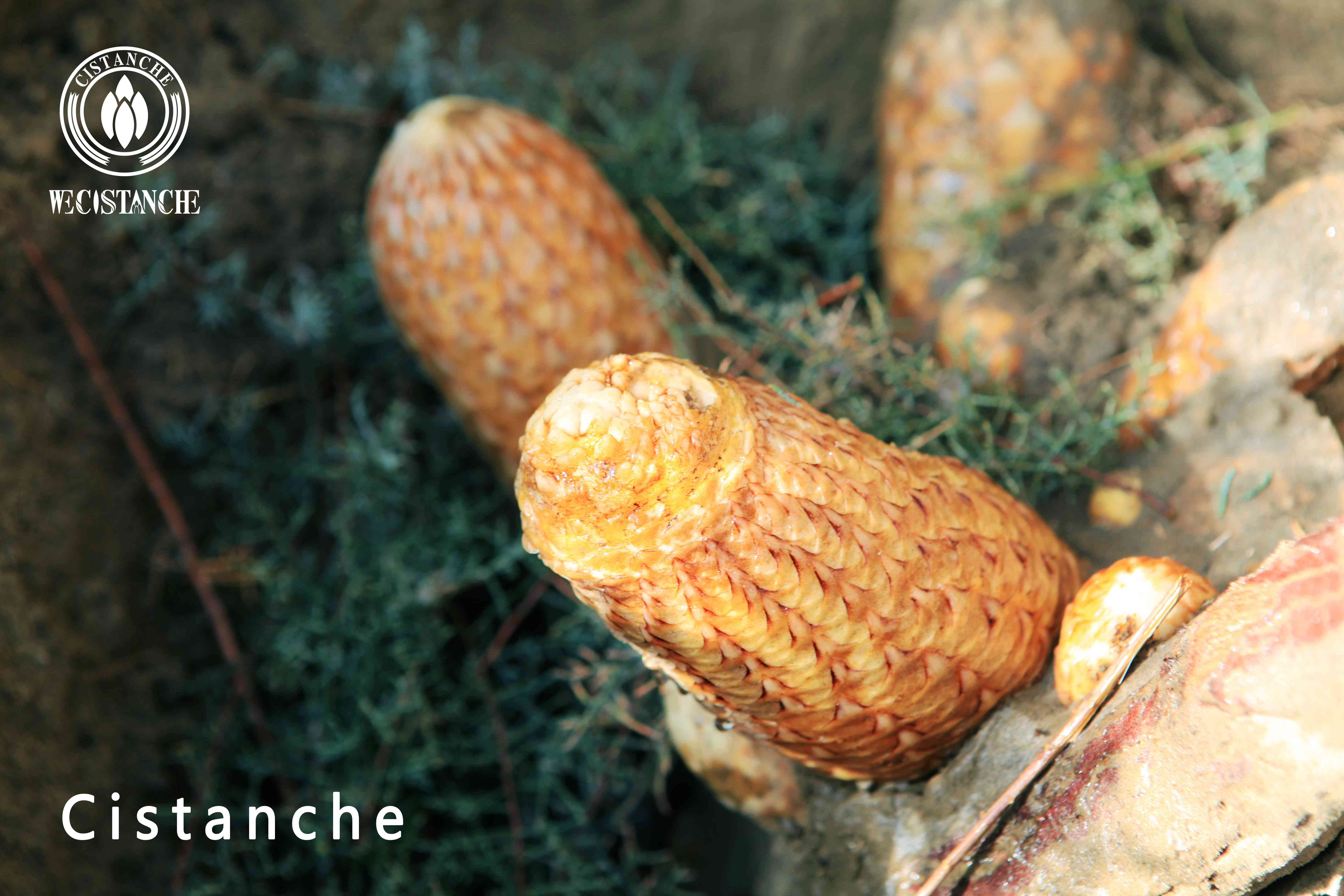 Cistanche contains more than 300 active ingredients and has a variety of medicinal effects Cistanche contains more than 300 active ingredients and has a variety of medicinal effects