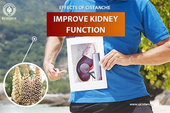 Cistanche is good for kidney function Cistanche is good for kidney function