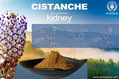 Cistanche-kidney-2(2) Cistanche-kidney-2(2)