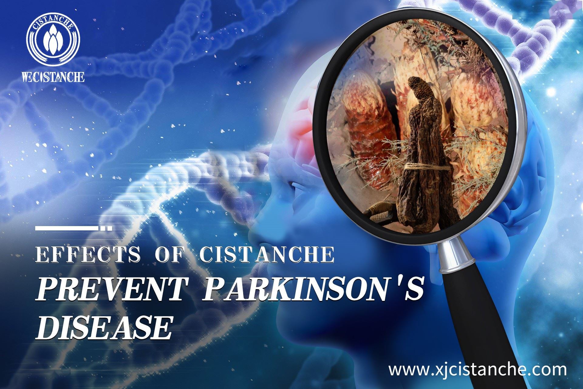 cistanche could prevent parkinson's disease