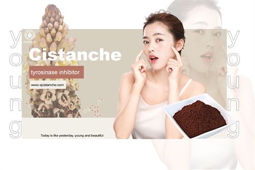 cistanche is tyrosinase inhibitor cistanche is tyrosinase inhibitor