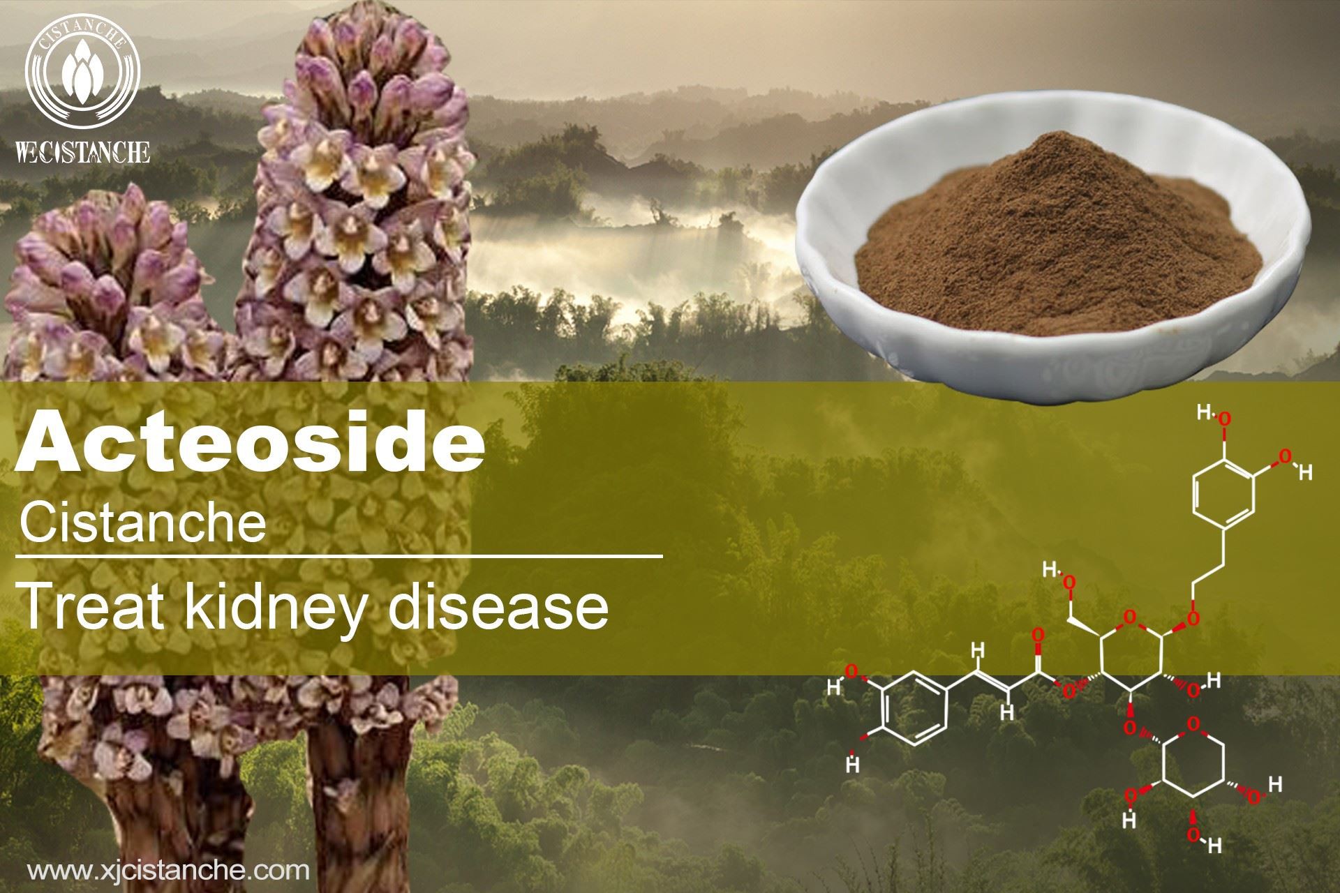 Cistanche with acteoside