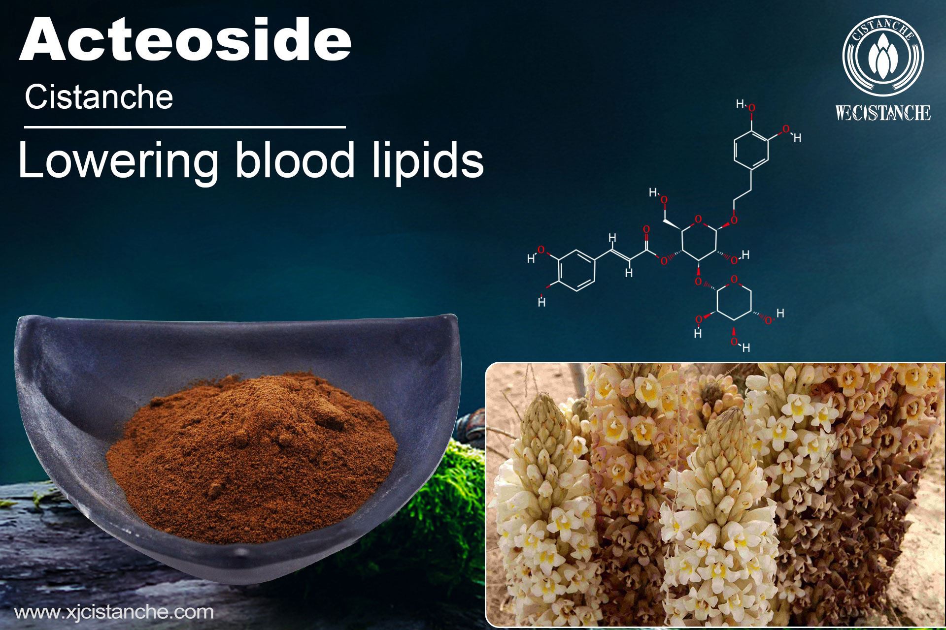 acteoside effects