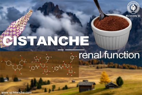 Cistanche deserticola benefit: nourish kidney Cistanche deserticola benefit: nourish kidney
