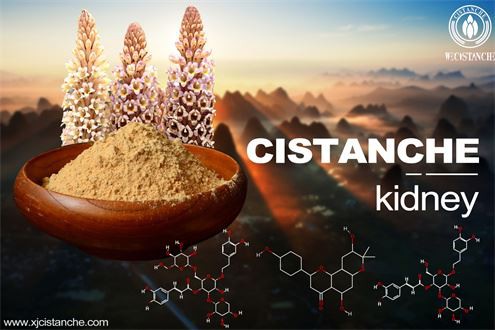 Cistanche-kidney-3(3)