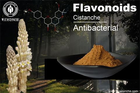 anti-baterial and virus cistanche extract anti-baterial and virus cistanche extract