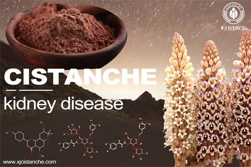 cistanche benefits： treating kidney diseases