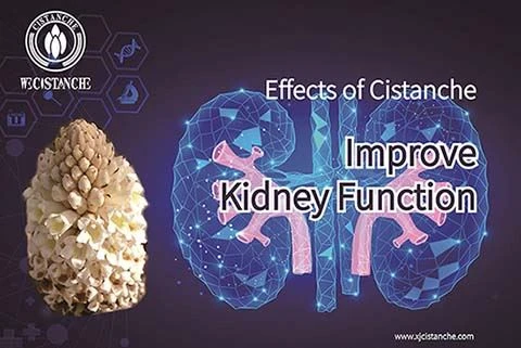 Cistanche can treat chronic kidney disease