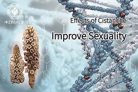 cistanche can improve kidney function
