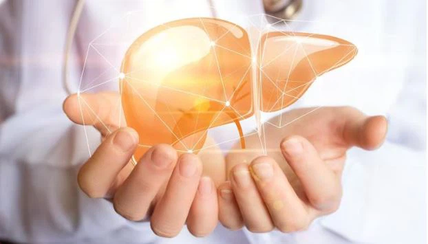 cistanche benefits on liver prevetion