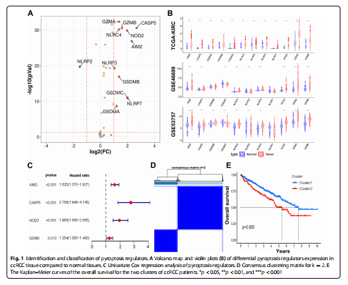 Fig. 1 Identifcation and classifcation of pyroptosis regulators. A Volcano map and violin plots (B) of diferential pyroptosis regulators expression in  ccRCC tissue compared to normal tissues. C Univariate Cox regression analysis of pyroptosis regulators. D Consensus clustering matrix for k =2. E The Kaplan–Meier curves of the overall survival for the two clusters of ccRCC patients. *p <0.05, **p <0.01, and ***p <0.001