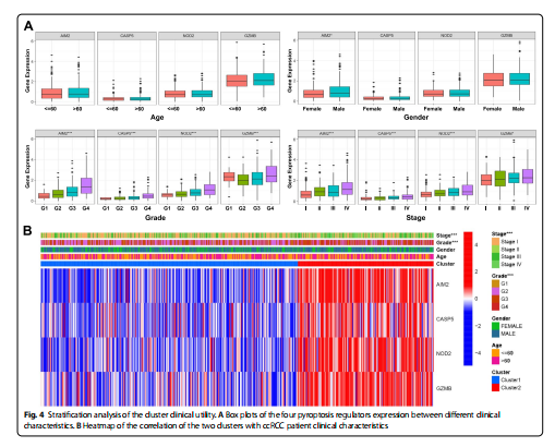 Stratifcation analysis of the cluster clinical utility. A Box plots of the four pyroptosis regulators expression between diferent clinical  characteristics. B Heatmap of the correlation of the two clusters with ccRCC patient clinical characteristics