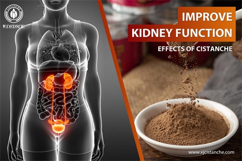 effects of cistanche tubulosa：improve kidney function
