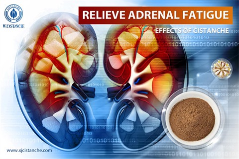 best cistanche supplement：relieve adrenal fatigue