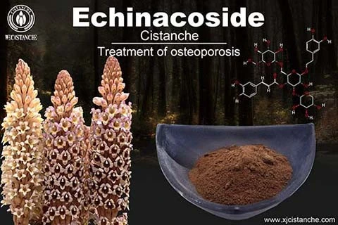 acteoside in cistanche (4)