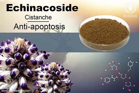acteoside in cistanche (4)