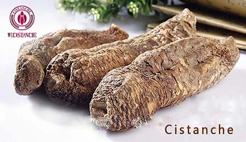 cistanche for anti-cancer