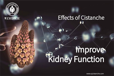 cistanche nedir for kidney function