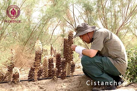 cistanche deserticola d