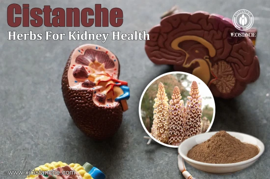 TOP QUALITY CISTANCHE FOR PENIS GROWTH