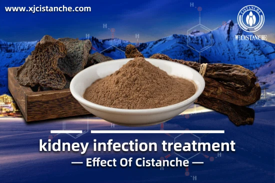TOP QUALITY CISTANCHE FOR PENIS GROWTH