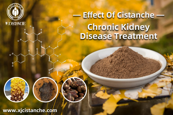 25% echinacoside 9% acteoside cistanche for sell