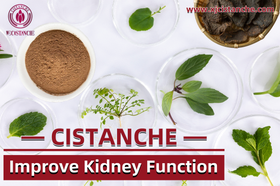 CISTANCHE EXTRACT WITH 25% ECHINACOSIDE AND 9% ACTEOSIDE FOR KIDNEY