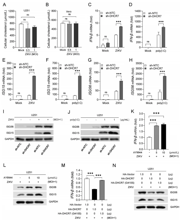Fig. 4. DHCR7 inhibits IFN-β and ISG production. A, B U251, and Vero cells were infected with ZIKV (MOI ¼ 0, 0.5, and 1) for 24 h and cellular cholesterol was measured by tissue total cholesterol assay kit. C–H DHCR7-silencing U251 (sh-DHCR7) and sh-NTC U251 cells were infected with ZIKV (MOI ¼ 1) or treated with Poly(I: C) (1 μg/mL) for 6 h. Total cellular RNA was extracted and subjected to RT-PCR for the mRNA expression with GAPDH as an internal control. The relative expressions of IFN-β and ISGs were normalized to that of sh-NTC samples in the mock group, and fold changes were shown inordinate. IFN-β (C, D), ISG15 (E, F) and ISG56 (G, H). I, J DHCR7-silencing U251 (sh-DHCR7) and sh-NTC U251 cells were infected with ZIKV (MOI ¼ 1) or transfected with Poly(I: C) (1 μg/mL) for 24 h, and the protein levels of ISG15, ISG56 and GAPDH were detected by Western blot. K U251 cells were treated with the indicated dose of AY9944 for 2 h, then infected with ZIKV (MOI ¼ 1) for 6 h. The IFN-β RNA level was detected by RT-PCR with GAPDH as an internal control. L U251 cells were treated with the indicated dose of AY9944 for 2 h and then infected with ZIKV (MOI ¼ 1) for 24 h. The protein levels of ISG15, ISG56, and GAPDH were detected by Western blot. M U251 cells were transfected with HA-vector, HA-DHCR7, or HA-DHCR7 (G410S) for 24 h and infected with ZIKV (MOI ¼ 1) for 6 h. The IFN-β RNA levels were detected by RT-PCR with GAPDH as an internal control. N U251 cells were transfected with HA-vector, HA-DHCR7, or HA-DHCR7 (G410S) for 24 h, and then infected with ZIKV (MOI ¼ 1) for 24 h. The protein levels of ISG15, ISG56, and GAPDH were detected by Western blot. Data are from at least three independent experiments (mean  SD) or representative data (I, J, L, N). Statistical significance is calculated using one-way ANOVA with Dunnett's multiple comparisons test (A, B, K, M) or two-way ANOVA with Sidak's multiple comparisons test (C–H). ns, P > 0.05, ***P < 0.001. SD, standard deviation.