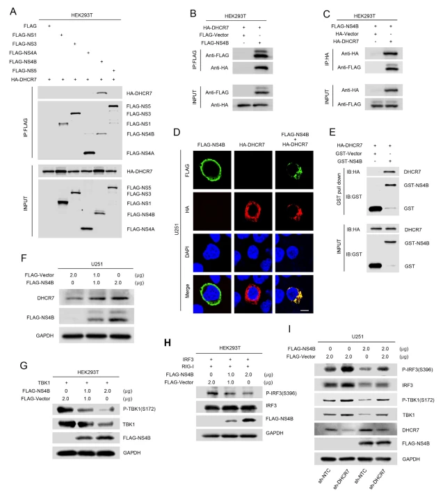 Fig. 6. ZIKV NS4B interacts with DHCR7 to inhibit TBK1 and IRF3 phosphorylation. A HEK293T cells were co-transfected with plasmids encoding HA-DHCR7, and plasmids encoding ZIKV non-structural proteins (FLAG-NS1, FLAG-NS3, FLAG-NS4A, FLAG-NS4B, and FLAG-NS5) or empty control plasmid for 30 h. The cell lysates were immunoprecipitated with anti-Flag antibodies and then analyzed by immunoblotting with indicated antibodies. B, C HEK293T cells were co-transfected with plasmids encoding HA-DHCR7, plasmids encoding FLAG-NS4B, or empty control plasmid for 30 h. The cell lysates were immunoprecipitated with anti-HA antibody (B) or anti-FLAG antibody (C) and then analyzed by immunoblotting with indicated antibodies. D U251 cells were transfected with FLAG-NS4B plasmid together with plasmids encoding with HA-DHCR7. The localization of FLAG-NS4B (green), HA-DHCR7 (red), nucleus marker DAPI (blue), and merge were analyzed with confocal microscopy. Scale bar ¼ 10 μm. E Cell lysates from HEK293T cells transfected with HA-DHCR7 were incubated with GST protein or GST-NS4B protein which was incubated with glutathione-Sepharose beads. Mixtures were detected by Western blot with anti-HA and anti-GST antibodies (top). Lysates from transfected HEK293T cells and the purified proteins were detected by Western blot with anti-HA and anti-GST antibodies (bottom). F U251 cells were transfected with plasmid encoding FLAG-NS4B (0, 1, 2 μg). The relative protein levels of DHCR7, FLAG-NS4B, and GAPDH were detected by Western blot. G, H HEK293T cells were co-transfected with NS4B-expressing plasmid or empty vector, together with TBK1-coding plasmid (F), IRF3-expressing plasmid, and plasmids encoding RIG-I (G). Cells were harvested at 24 h post-transfection and subjected to Western blot with indicated antibodies [anti-TBK1, anti-P-TBK1(S172), anti-IRF3, anti-P-IRF3(S396), anti-FLAG, and antiGAPDH]. I DHCR7-silencing U251 (sh-DHCR7) and sh-NTC U251 cells were transfected with NS4B-expressing plasmid or empty vector. Cells were harvested at 6 h post-transfection and subjected to Western blot with indicated antibodies [anti-TBK1, anti-P-TBK1(S172), anti-IRF3, anti-P-IRF3(S396), anti-FLAG, and antiGAPDH]. Data are representative of three independent experiments.