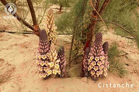 Cistanche tubulosa (4)