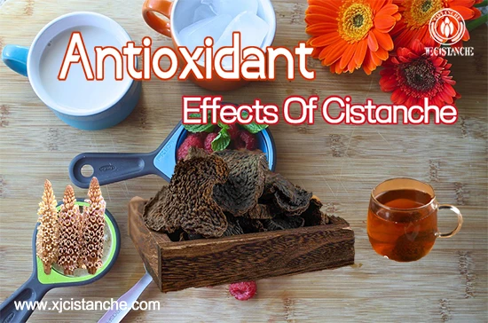 Desert ginseng-Antioxidant Desert ginseng-Antioxidant