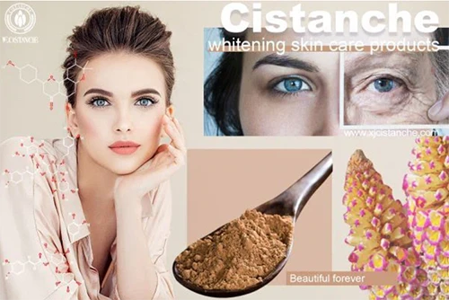 Benefits of cistanche tubulosa-inhibit tyrosinase expression (1) Benefits of cistanche tubulosa-inhibit tyrosinase expression (1)