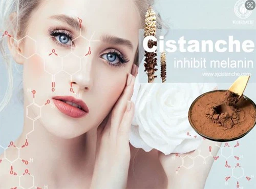 Benefits of cistanche tubulosa-inhibit tyrosinase expression (3)4 Benefits of cistanche tubulosa-inhibit tyrosinase expression (3)4