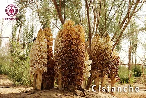 cistanche deserticola