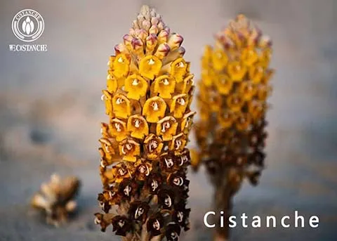 Cistanche tubulosa (5)